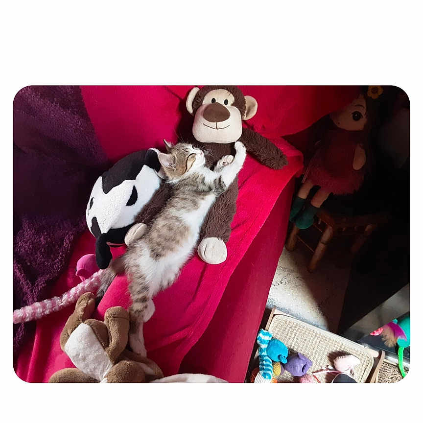 Prunel participe au concours pour gagner de l'argent avec cette photo : cat, colorful, comfort, couch, feline, furniture, home, indoor, kitten, monkey_toy, pet, playful, plush_toy, red_couch, relaxing, resting, sleeping, soft_toy, stuffed_animal, toy