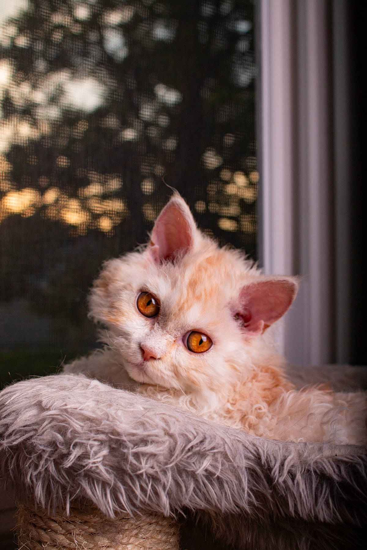 Roger joined the competition — help win amazing prizes! asian, asian_semi_longhair, british_longhair, british_semi_longhair, carnivore, cat, domestic_long_haired_cat, eye, felidae, fur, kitten, laperm, mammal, persian, ragamuffin, selkirk_rex, small_to_medium_sized_cats, turkish_angora, vertebrate, whiskers