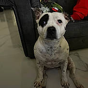 Ness participe au concours pour gagner de l'argent avec cette photo : animal, background, black_and_white, black_patch, blurred, calm, canine, colorful_cushion, couch, curious, dog, domestic, fabric, floor, fur, indoor, marble_floor, paw, pet, sitting