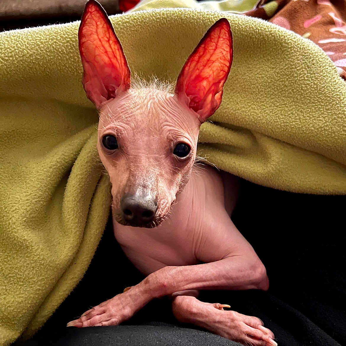 Zolo