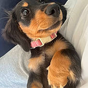 Lulu joined the competition — help win amazing prizes! puppy, dog, pet, close_up, collar, black_and_tan, cute, animal, fur, whiskers, paw, laying_down, indoors, person, lap, nose, ears, young_dog, adorable, soft