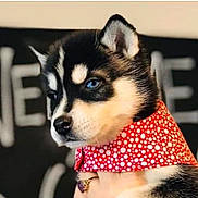 Nova joined the competition — help win amazing prizes! puppy, dog, husky, blue_eyes, bandana, red, polka_dot, close_up, portrait, cute, pet, animal, furry, young, domestic_animal, mammal, face, black_and_white, background_blur, indoor