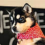 puppy, dog, husky, blue_eyes, bandana, red, polka_dot, close_up, portrait, cute, pet, animal, furry, young, domestic_animal, mammal, face, black_and_white, background_blur, indoor