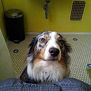 Atlas is registered to the contest to win money with this photo: australian_shepherd, dog, pet, indoor, bathroom, floor, tile_floor, yellow_wall, trash_can, sink, legs, pants, waiting, expression, animal, companion, curious, cute, looking_up, funny