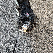 Pépito participe au concours pour gagner de l'argent avec cette photo : dog, small_dog, pet, leash, pavement, sidewalk, walking_shoe, black_fur, white_fur, facial_hair, bow, outdoor, curious, looking_up, close_up, texture, asphalt, shoe, owner, companion