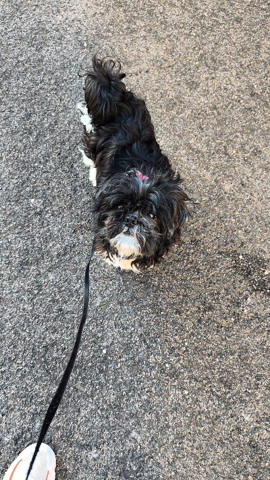 Pépito participe au concours pour gagner de l'argent avec cette photo : dog, small_dog, pet, leash, pavement, sidewalk, walking_shoe, black_fur, white_fur, facial_hair, bow, outdoor, curious, looking_up, close_up, texture, asphalt, shoe, owner, companion
