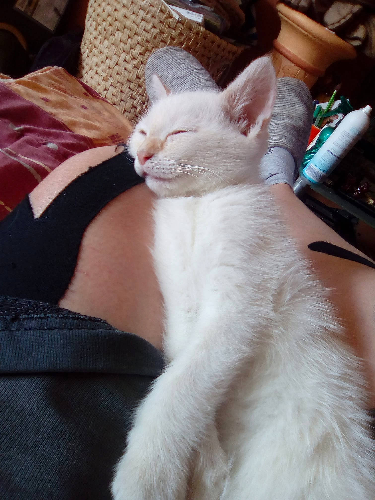 Duchesse participe au concours pour gagner de l'argent avec cette photo : asian, burmilla, carnivore, cat, colorpoint_shorthair, fawn, felidae, fur, german_rex, javanese, khao_manee, kitten, mammal, ojos_azules, small_to_medium_sized_cats, tail, turkish_angora, turkish_van, vertebrate, whiskers