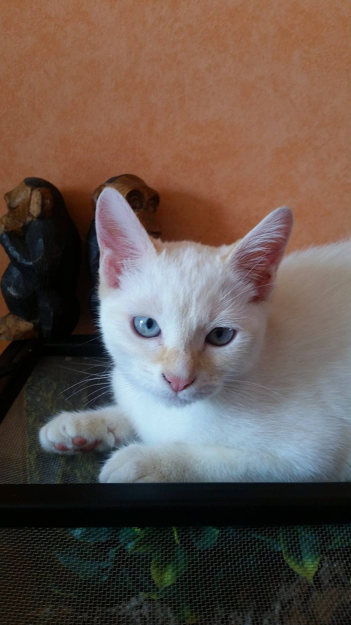 Duchesse participe au concours pour gagner de l'argent avec cette photo : aegean_cat, asian, burmilla, carnivore, cat, colorpoint_shorthair, domestic_short_haired_cat, eye, fawn, felidae, javanese, khao_manee, kitten, mammal, ojos_azules, small_to_medium_sized_cats, turkish_angora, turkish_van, vertebrate, whiskers