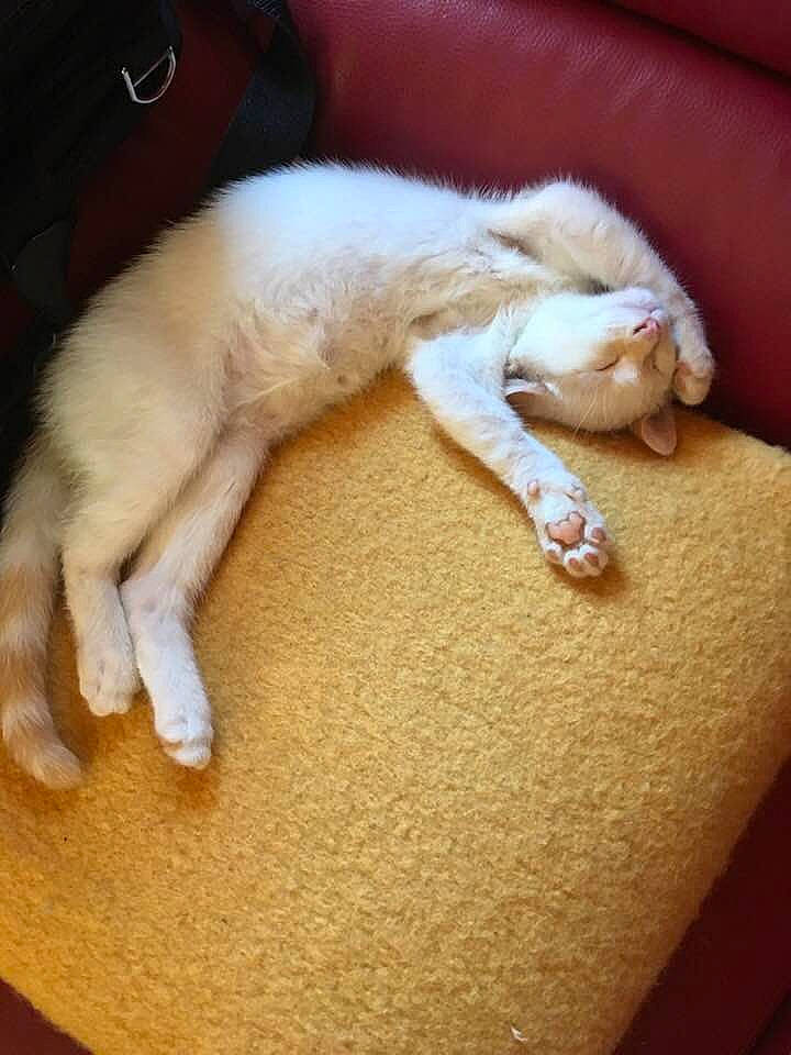 Duchesse participe au concours pour gagner de l'argent avec cette photo : burmilla, carnivore, cat, claw, fawn, felidae, fur, nail, paw, polydactyl_cat, small_to_medium_sized_cats, tail