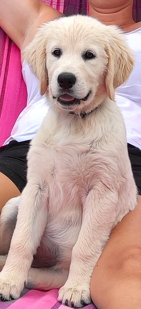 Urley participe au concours pour gagner de l'argent avec cette photo : ancient_dog_breeds, canidae, carnivore, collar, companion_dog, dog, dog_breed, dog_collar, fawn, fur, gun_dog, happy, snout, sporting_group, working_animal, working_dog