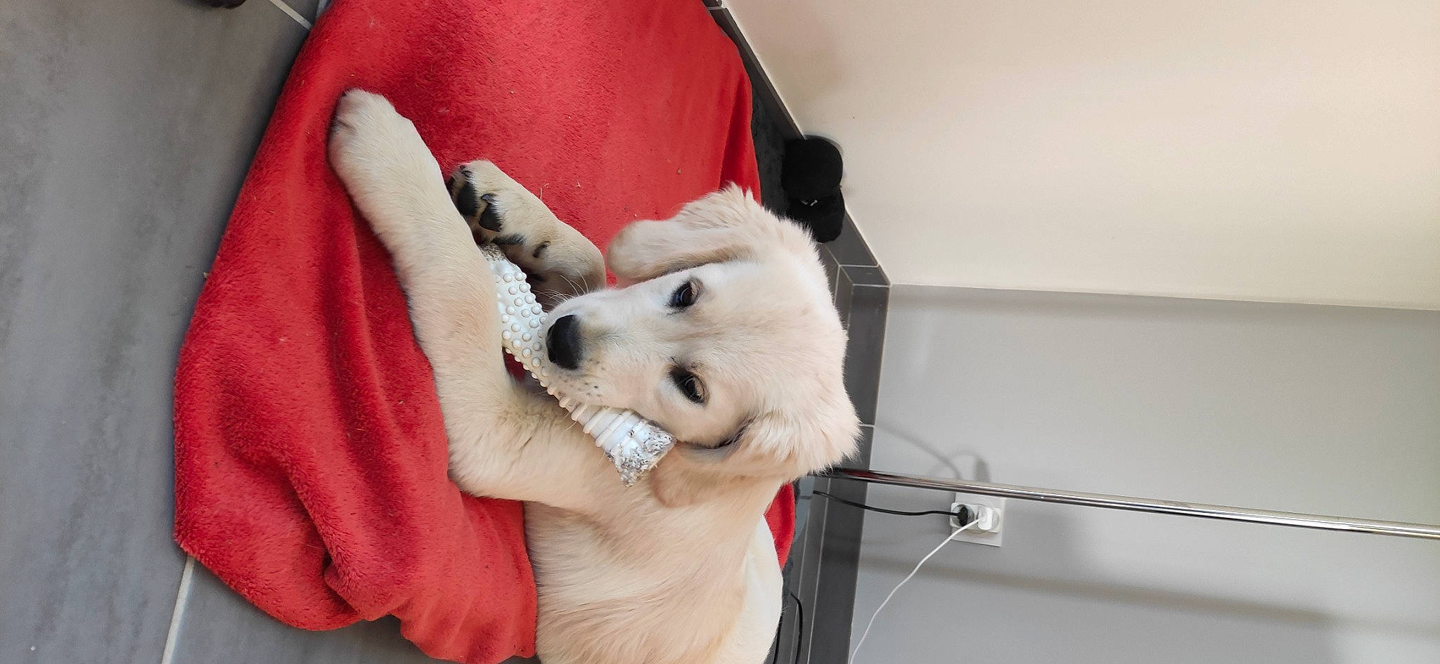 Urley a rejoint le concours — aidez-le/la à gagner de superbes lots ! american_eskimo_dog, carnivore, collar, comfort, companion_dog, dog, dog_breed, dog_collar, dog_supply, fawn, fur, german_spitz, paw, room, snout, spitz, toy_dog, volpino_italiano, whiskers, working_animal