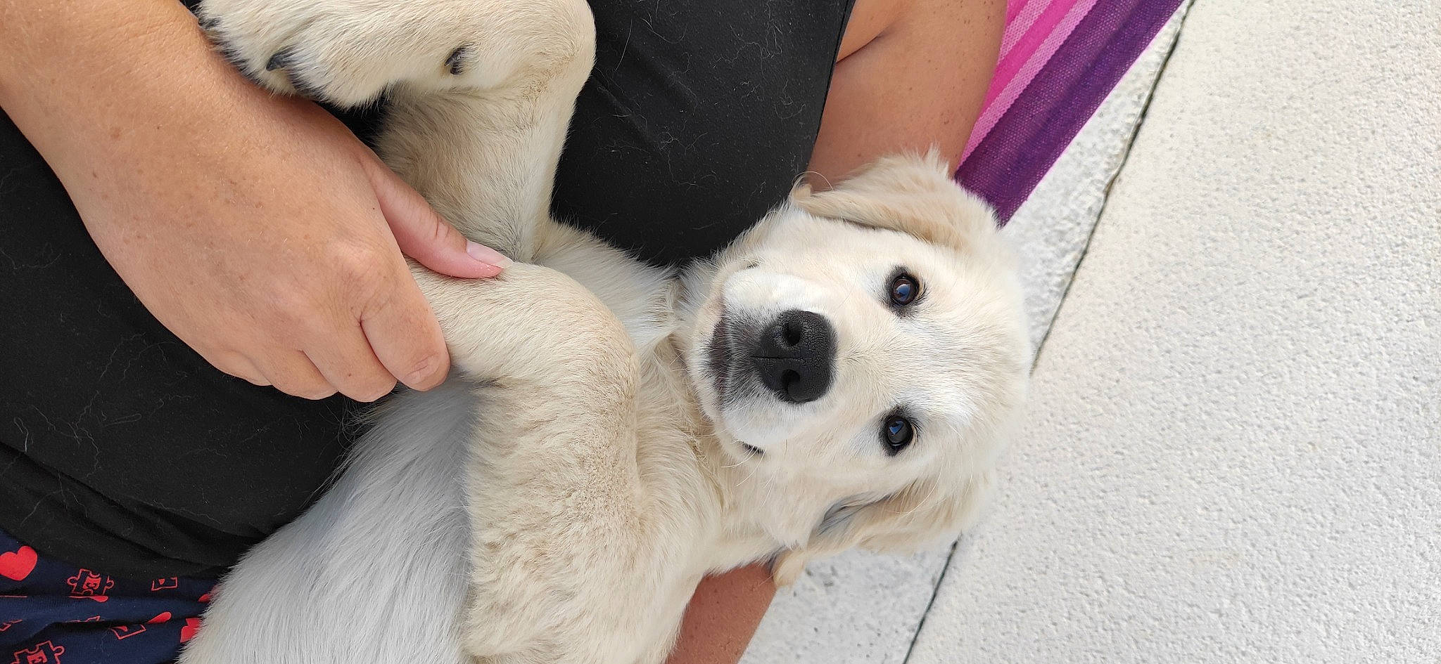 Urley a rejoint le concours — aidez-le/la à gagner de superbes lots ! canidae, carnivore, comfort, companion_dog, dog, dog_breed, fawn, foot, fur, gesture, nail, non_sporting_group, paw, puppy, snout, sporting_group, tail, terrestrial_animal, thumb, whiskers
