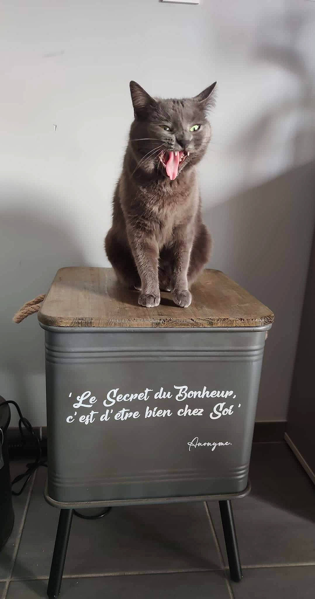 Pato a rejoint le concours — aidez-le/la à gagner de superbes lots ! art, carnivore, cat, cat_supply, chartreux, domestic_short_haired_cat, felidae, font, fur, grey, luggage_and_bags, pet_supply, ragdoll, room, russian_blue, sitting, small_to_medium_sized_cats, snout, tail, whiskers