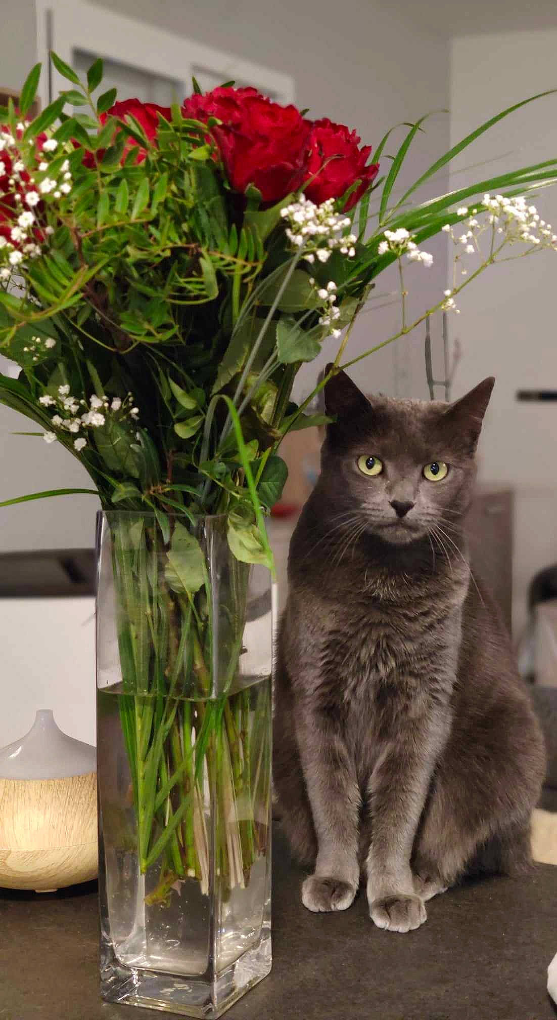 Pato a rejoint le concours — aidez-le/la à gagner de superbes lots ! artifact, artificial_flower, carnivore, cat, felidae, flower, flower_arranging, flowerpot, grass, grey, groundcover, herbaceous_plant, houseplant, petal, plant, small_to_medium_sized_cats, snout, vase, whiskers, window