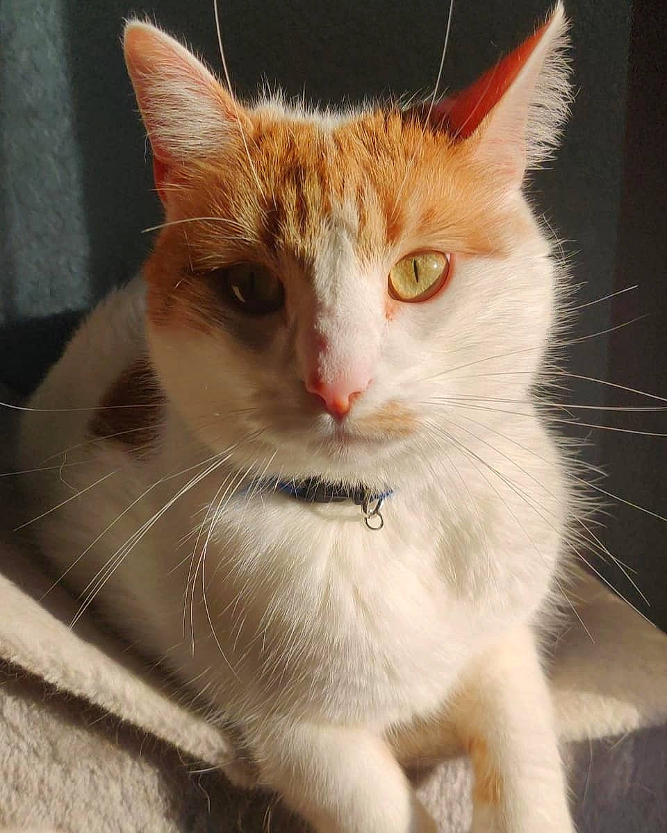 Bruce Wayne joined the competition — help win amazing prizes! carnivore, cat, claw, domestic_short_haired_cat, ear, eye, fawn, felidae, fur, head, iris, paw, small_to_medium_sized_cats, snout, tail, whiskers, window