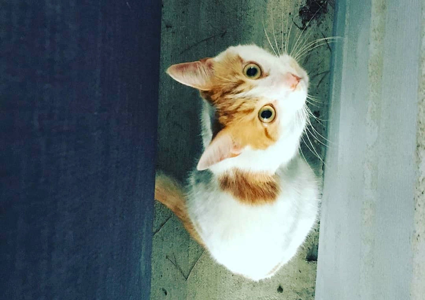 Bruce Wayne joined the competition — help win amazing prizes! art, canidae, carnivore, cat, domestic_short_haired_cat, fawn, felidae, fur, small_to_medium_sized_cats, snout, tail, whiskers, window, wood