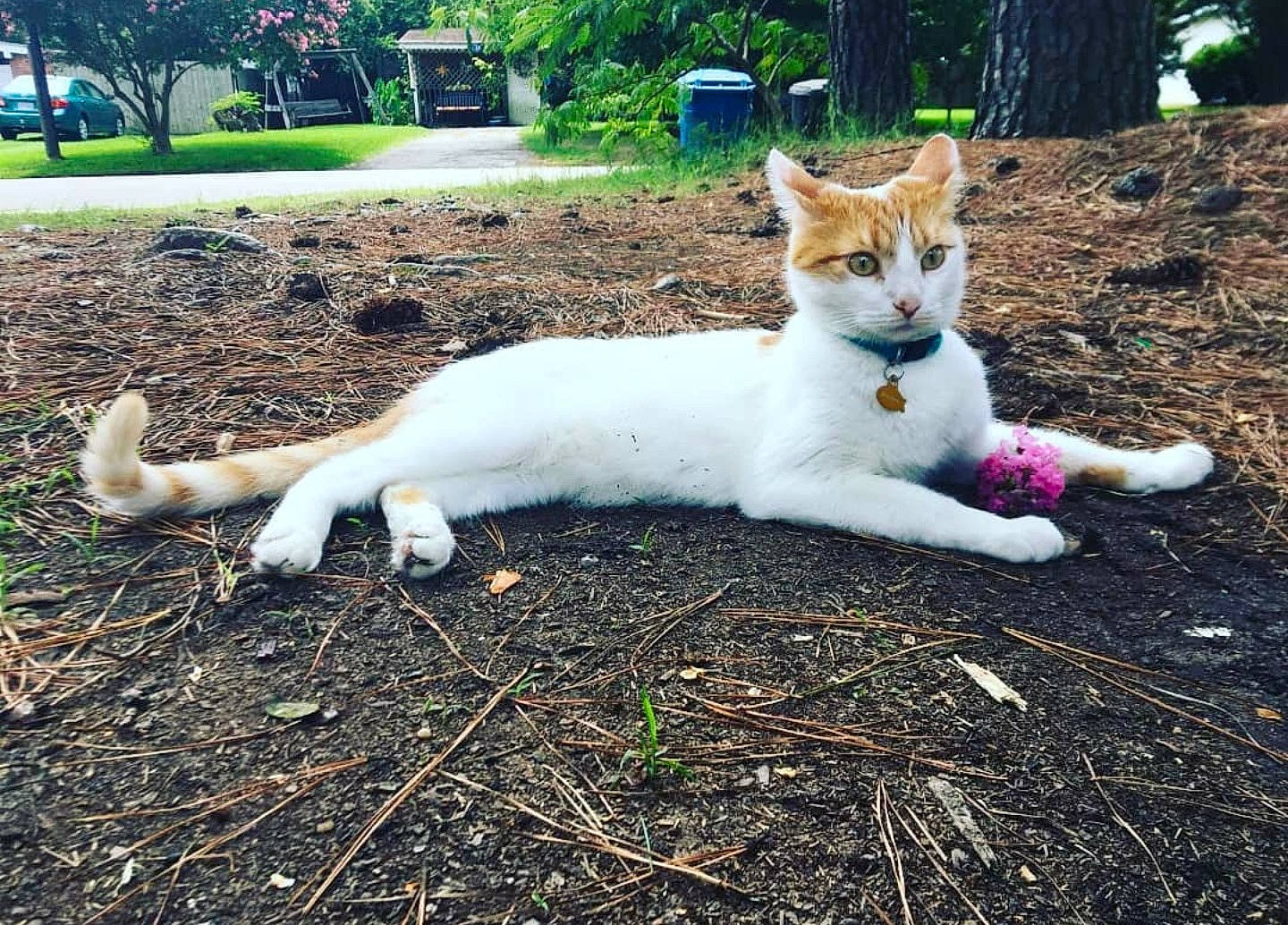 Bruce Wayne joined the competition — help win amazing prizes! carnivore, cat, domestic_short_haired_cat, fawn, felidae, fur, garden, grass, groundcover, landscape, plant, sitting, small_to_medium_sized_cats, snout, soil, tail, terrestrial_animal, tree, whiskers, wildlife