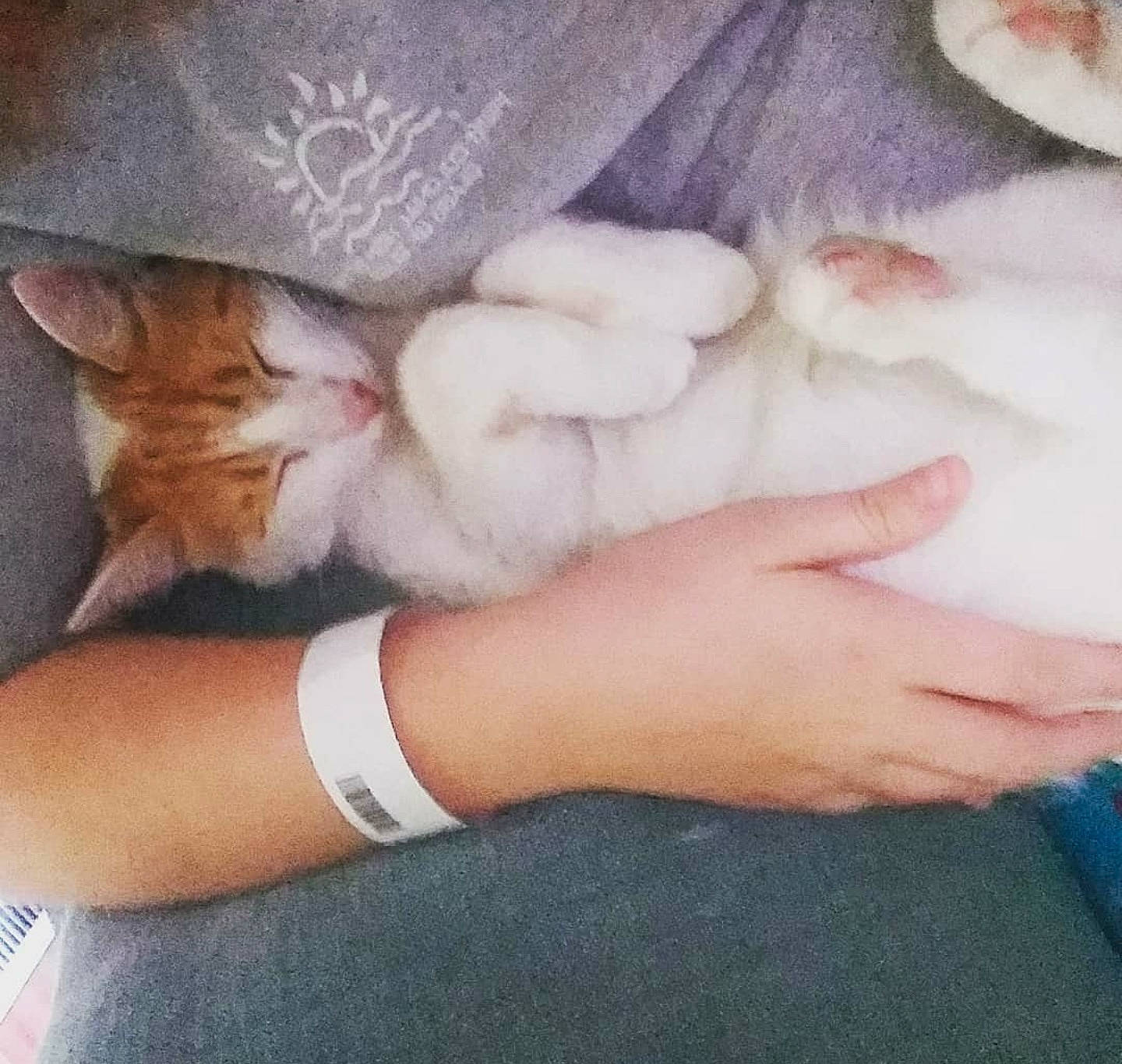 Bruce Wayne is registered to the contest to win money with this photo: arm, carnivore, cat, cloud, comfort, cool, eye, fawn, felidae, finger, gesture, hand, head, human_body, lap, leg, nail, skin, small_to_medium_sized_cats, whiskers