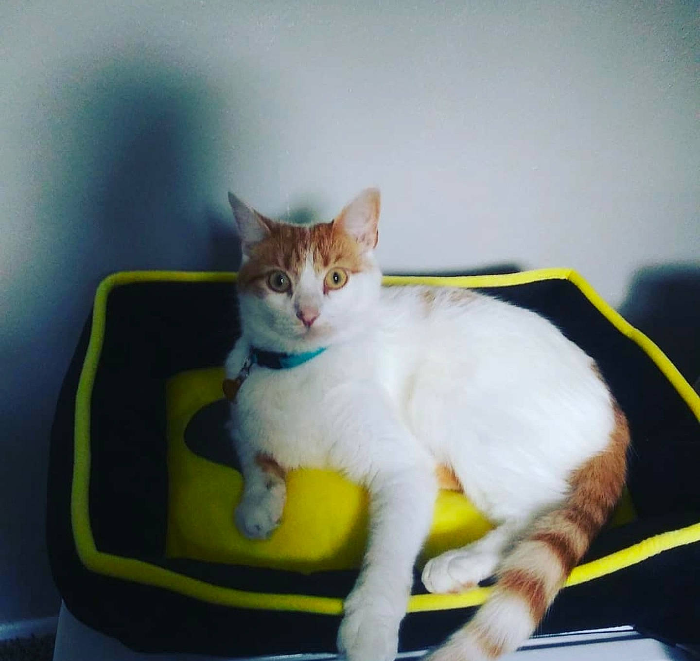 Bruce Wayne joined the competition — help win amazing prizes! carnivore, cat, cat_supply, chair, comfort, couch, domestic_short_haired_cat, eye, fawn, felidae, fur, paw, pet_supply, sitting, small_to_medium_sized_cats, snout, tail, terrestrial_animal, whiskers