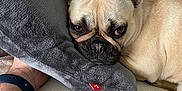 April participe au concours pour gagner de l'argent avec cette photo : animal, blanket, bulldog, canine, cushion, dog, frenchbulldog, homedecor, pet, pitbull, pug, puppy