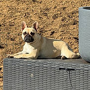 April participe au concours pour gagner de l'argent avec cette photo : dog, french_bulldog, outdoor, sunlight, resting, animal, pet, beige, wicker_storage_box, planter, dirt, fence, shadow, ears, face, paw, snout, expression, relaxing, nature