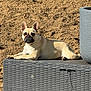 dog, french_bulldog, outdoor, sunlight, resting, animal, pet, beige, wicker_storage_box, planter, dirt, fence, shadow, ears, face, paw, snout, expression, relaxing, nature