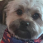 Rosco is registered to the contest to win money with this photo: dog, close_up, bandana, floral_pattern, pet, animal, cute, fur, face, portrait, collar, indoor, domestic_animal, mammal, whiskers, nose, ears, eyes, fuzzy, friendly