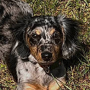 Cooper is registered to the contest to win money with this photo: dog, grass, outdoor, animal, pet, sunlight, laying_down, fur, ears, brown, black, white, spotted, nature, canine, cute, portrait, closeup, daylight, relaxed