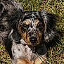 dog, grass, outdoor, animal, pet, sunlight, laying_down, fur, ears, brown, black, white, spotted, nature, canine, cute, portrait, closeup, daylight, relaxed