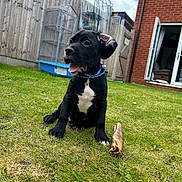 Axel is registered to the contest to win money with this photo: puppy, dog, black_dog, grass, backyard, fence, toy, open_door, house, collar, pet, happy, playful, ear_flop, tongue_out, outdoor, sky, clouds, garden, wooden_fence
