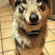 Azulf participe au concours pour gagner de l'argent avec cette photo : dog, canine, pet, indoor, kitchen, floor, tile, fur, ears, eyes, collar, animal, portrait, sitting, looking, muzzle, paw, domestic, home, brown