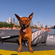 Cheech is registered to the contest to win money with this photo: animal, blue_sky, brown_dog, cityscape, daytime, dog, happy_dog, inflatable_boat, outdoor, people, pet, recreation, red_collar, river, skyline, small_dog, summer, sunny, water, yellow_boat