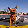 animal, blue_sky, brown_dog, cityscape, daytime, dog, happy_dog, inflatable_boat, outdoor, people, pet, recreation, red_collar, river, skyline, small_dog, summer, sunny, water, yellow_boat