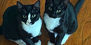 Piano joined the competition — help win amazing prizes! cat, tuxedo_cat, animal, pet, indoor, wooden_floor, black_and_white, feline, cute, two_animals, looking_up, sitting, whiskers, ears, tail, domestic_animal, flooring, fur, eyes, paws