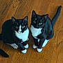 cat, tuxedo_cat, animal, pet, indoor, wooden_floor, black_and_white, feline, cute, two_animals, looking_up, sitting, whiskers, ears, tail, domestic_animal, flooring, fur, eyes, paws