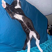 Piano is registered to the contest to win money with this photo: cat, kitten, black_and_white, stretching, paws, pink_paw_pads, couch, blue, blanket, feline, pet, indoor, relaxed, sleepy, fur, whiskers, cute, animal, domestic, cozy
