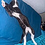 cat, kitten, black_and_white, stretching, paws, pink_paw_pads, couch, blue, blanket, feline, pet, indoor, relaxed, sleepy, fur, whiskers, cute, animal, domestic, cozy
