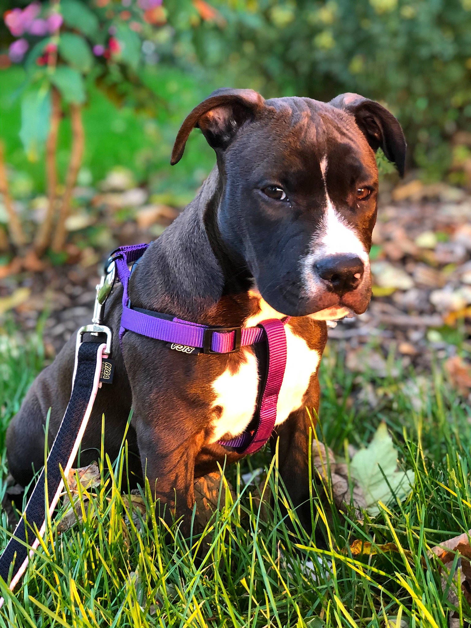 Xena a rejoint le concours — aidez-le/la à gagner de superbes lots ! american_pit_bull_terrier, american_staffordshire_terrier, canidae, carnivore, dog, dog_breed, dog_collar, fawn, grass, mammal, molosser, non_sporting_group, pit_bull, plant, rare_breed_dog, snout, sporting_group, staffordshire_bull_terrier, terrier, vertebrate