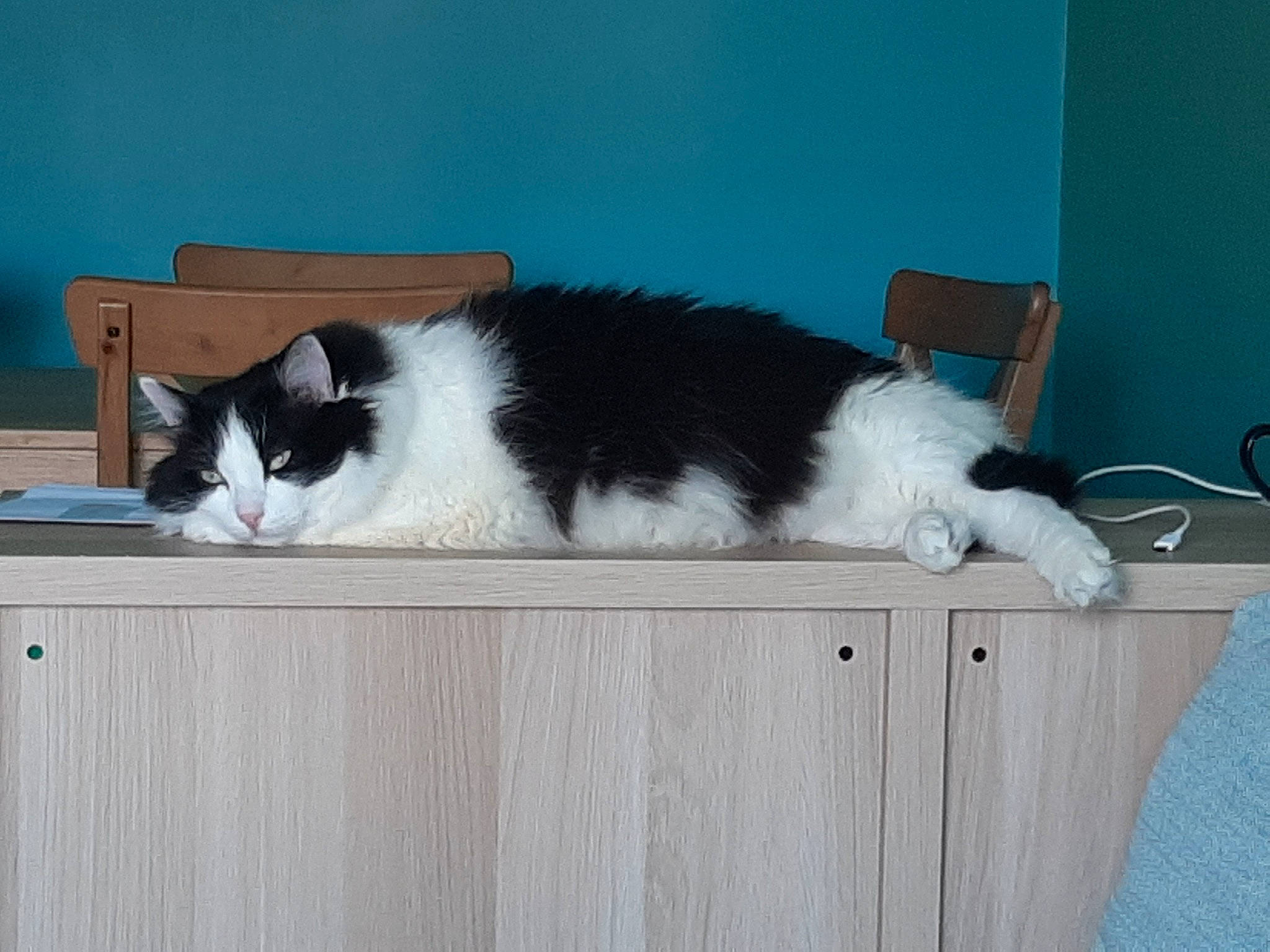 Luffy a rejoint le concours — aidez-le/la à gagner de superbes lots ! carnivore, cat, domestic_short_haired_cat, european_shorthair, felidae, fur, japanese_bobtail, kitten, mammal, polydactyl_cat, small_to_medium_sized_cats, tail, whiskers