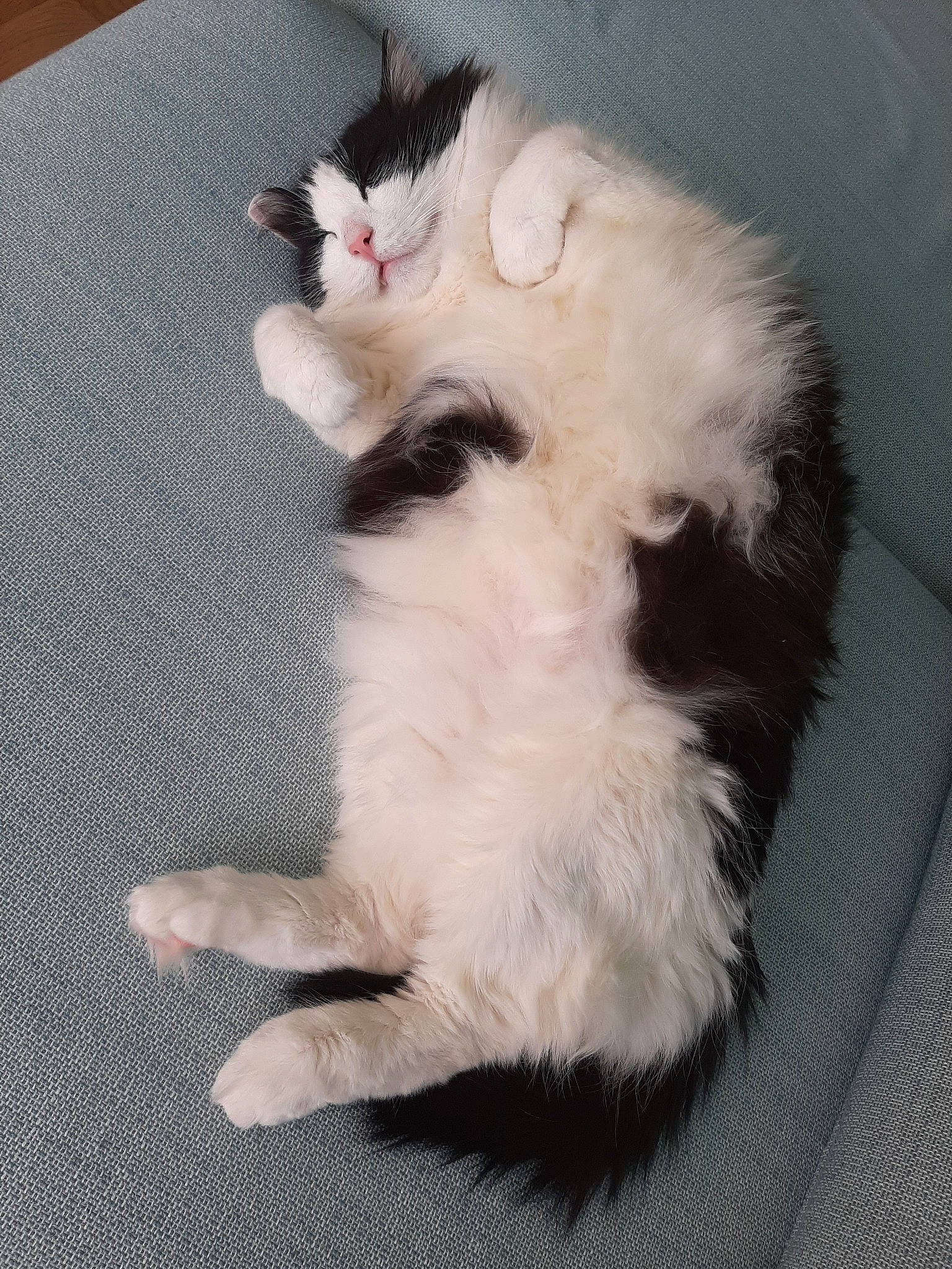 Luffy participe au concours pour gagner de l'argent avec cette photo : american_curl, carnivore, cat, claw, domestic_long_haired_cat, felidae, fur, japanese_bobtail, kitten, mammal, norwegian_forest_cat, paw, polydactyl_cat, ragamuffin, ragdoll, small_to_medium_sized_cats, tail, turkish_angora, turkish_van, whiskers