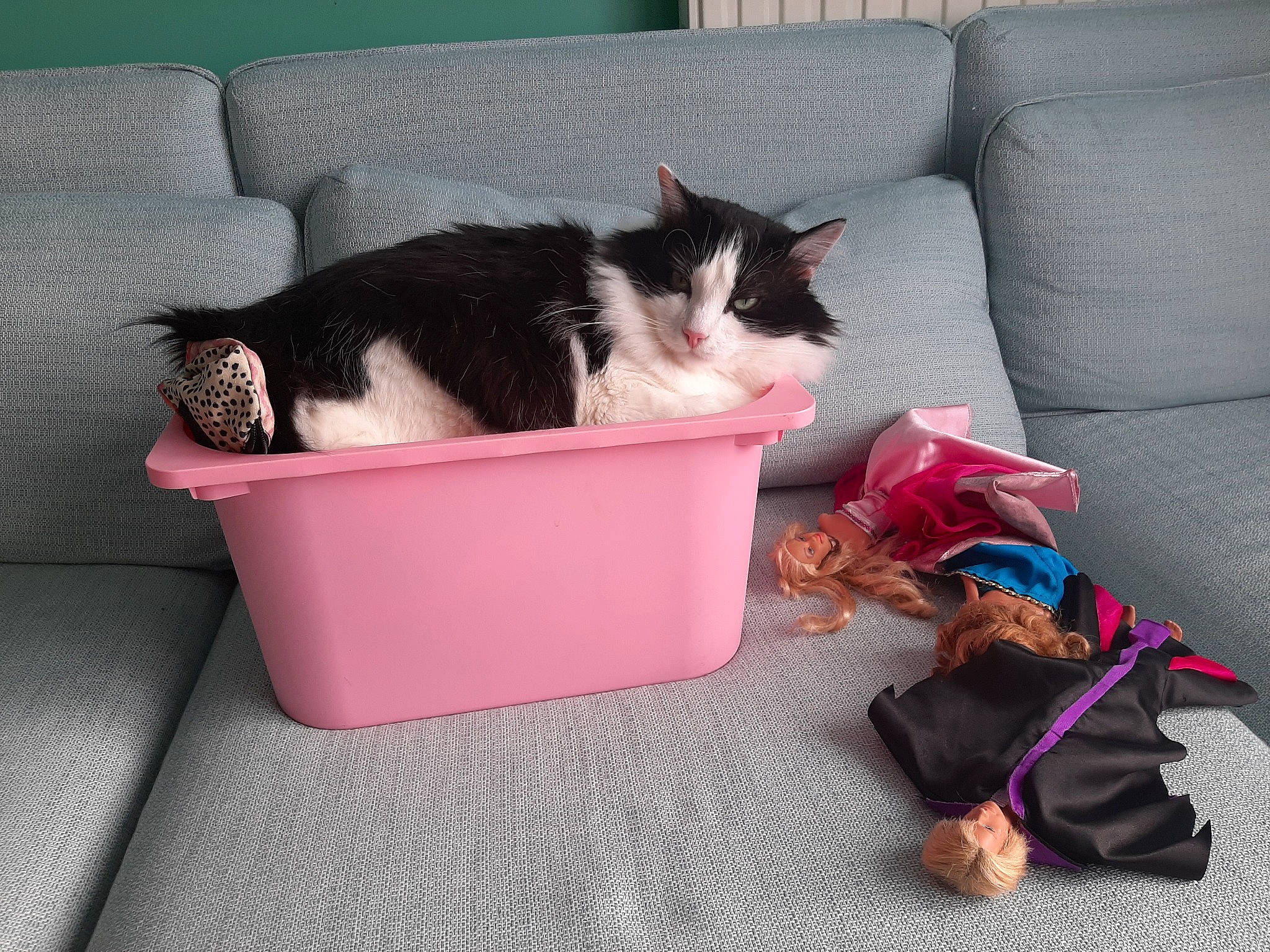 Luffy a rejoint le concours — aidez-le/la à gagner de superbes lots ! carnivore, cat, domestic_short_haired_cat, felidae, fur, kitten, pink, play, polydactyl_cat, small_to_medium_sized_cats, tail, whiskers