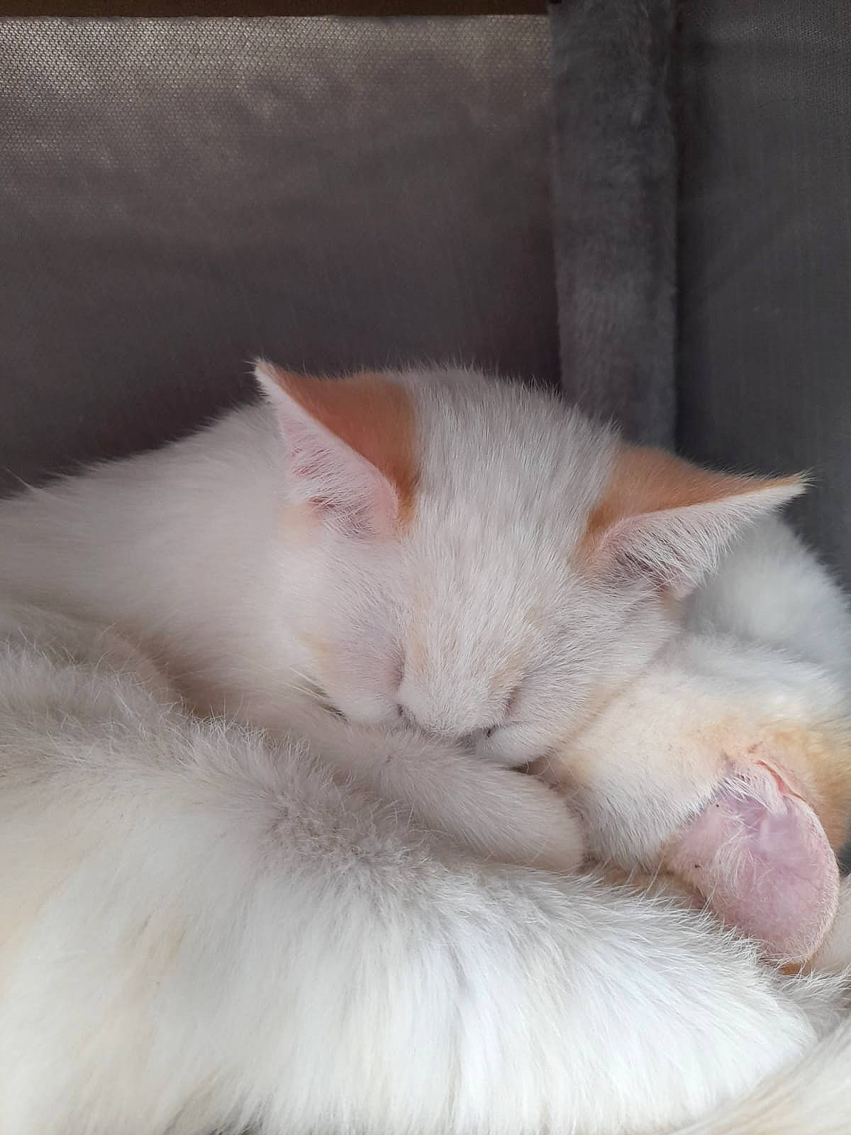 Albus Et Fran a rejoint le concours — aidez-le/la à gagner de superbes lots ! carnivore, cat, claw, comfort, domestic_short_haired_cat, fawn, felidae, fur, nap, paw, sleep, small_to_medium_sized_cats, snout, tail, whiskers