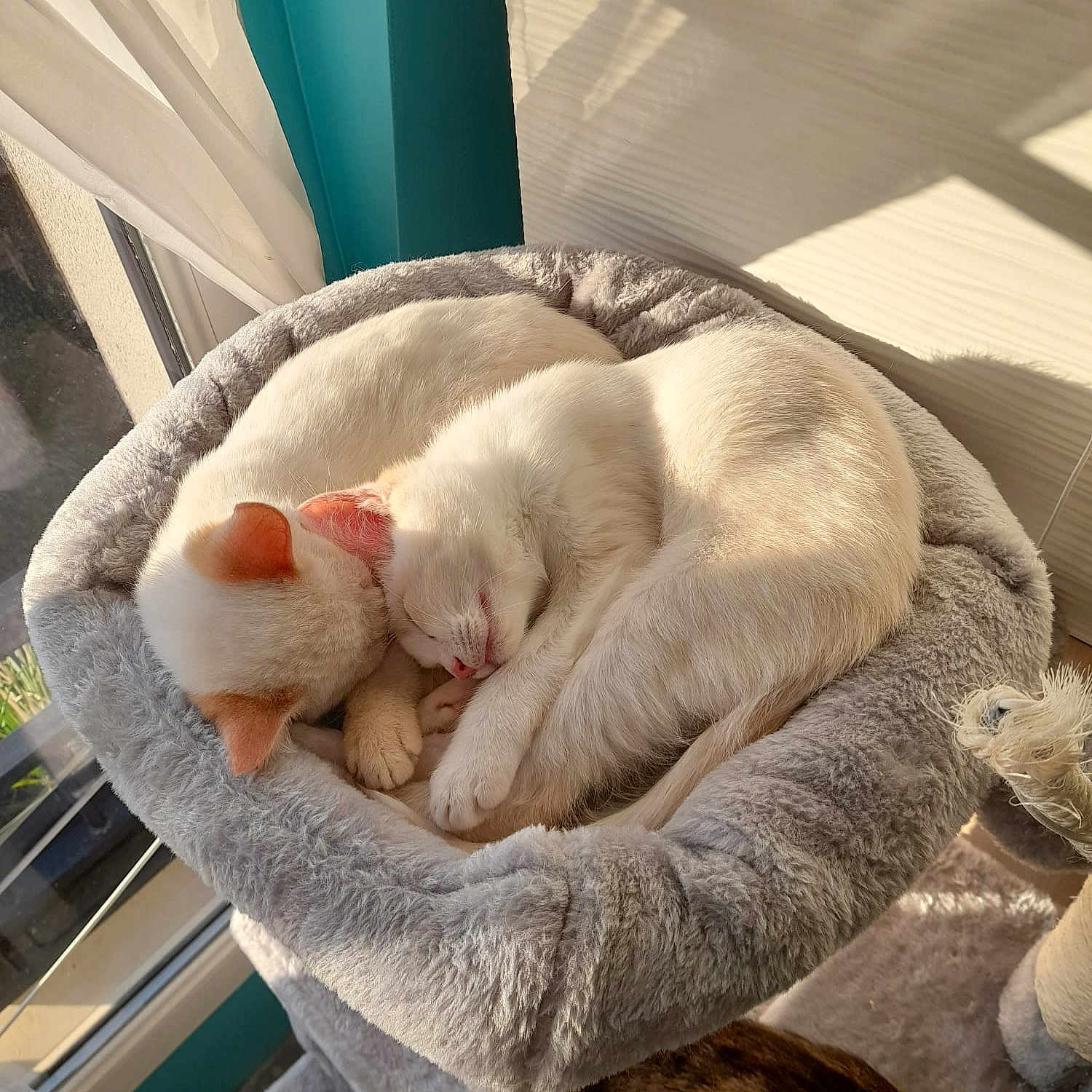 Albus Et Fran