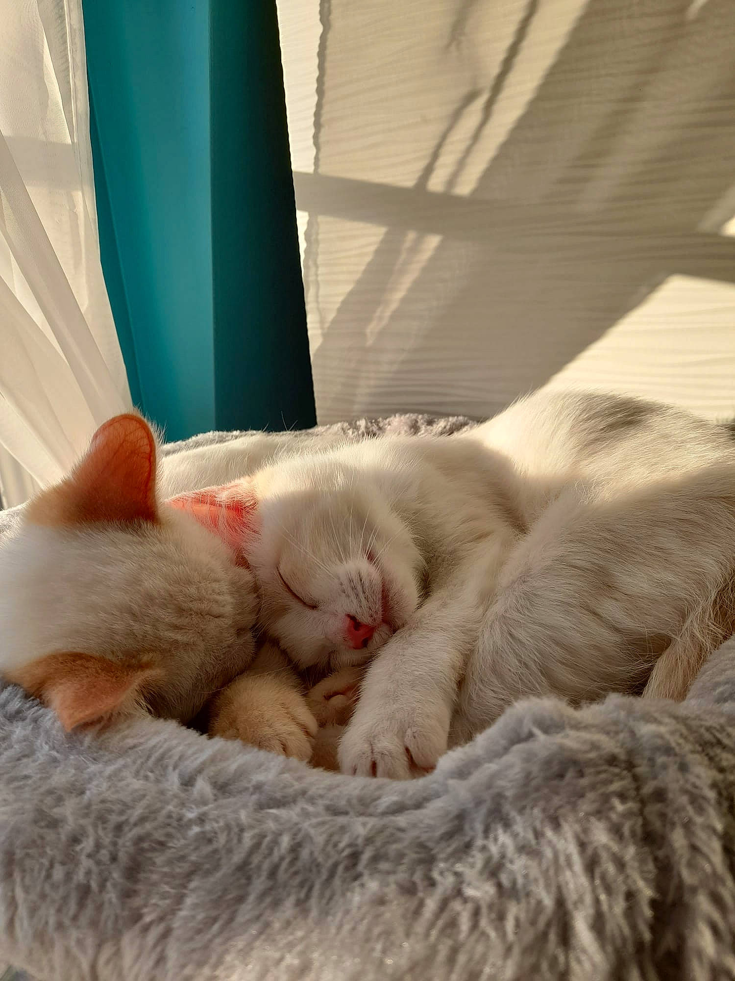 Albus Et Fran participe au concours pour gagner de l'argent avec cette photo : carnivore, cat, claw, comfort, domestic_short_haired_cat, fawn, felidae, foot, fur, human_leg, leg, linens, nap, paw, sleep, small_to_medium_sized_cats, snout, tail, terrestrial_animal, whiskers