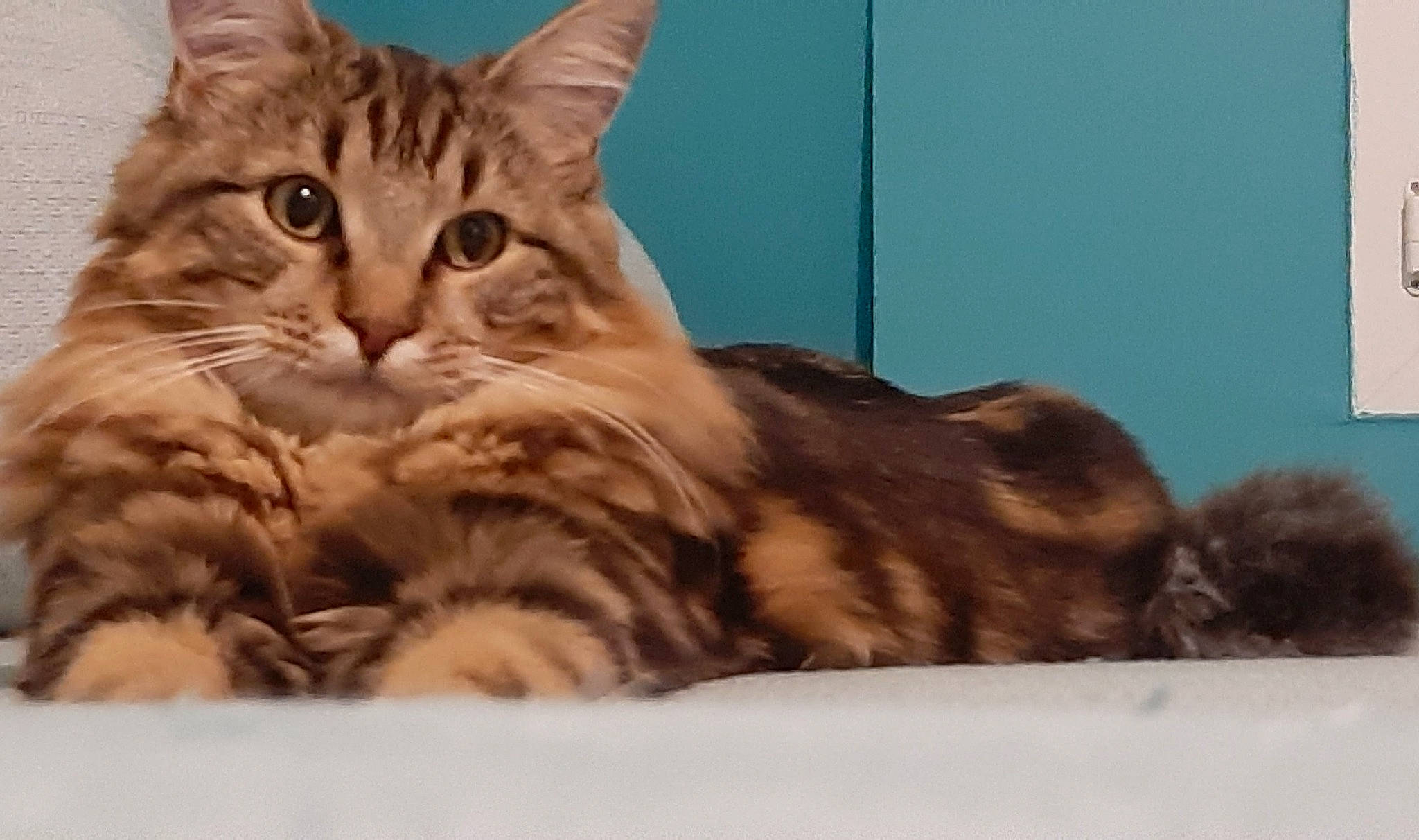 Reine participe au concours pour gagner de l'argent avec cette photo : balance, carnivore, cat, claw, comfort, domestic_short_haired_cat, felidae, fur, gesture, paw, small_to_medium_sized_cats, snout, terrestrial_animal, whiskers