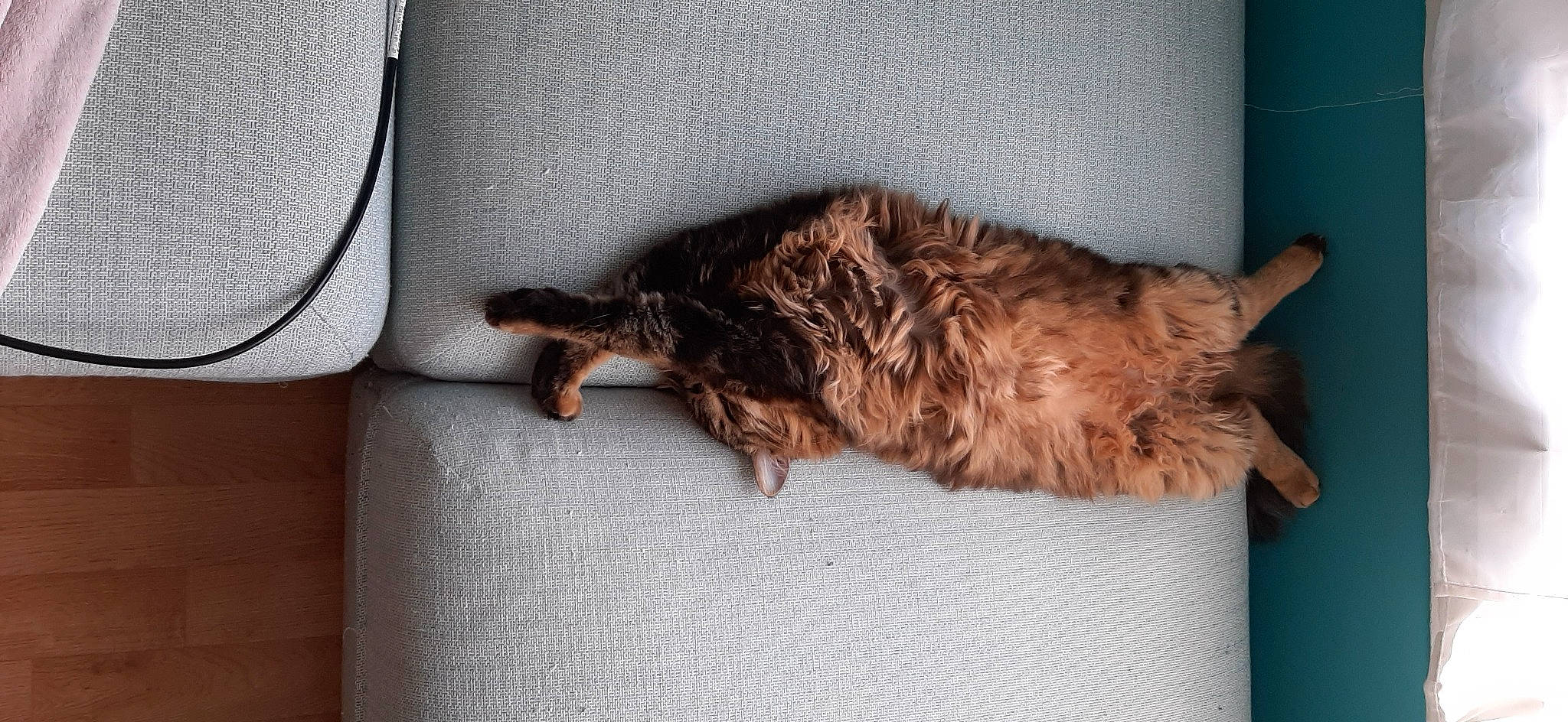 Reine participe au concours pour gagner de l'argent avec cette photo : canidae, carnivore, comfort, companion_dog, dog, dog_breed, fawn, felidae, fur, liver, nap, natural_material, paw, small_to_medium_sized_cats, sporting_group, tail, terrestrial_animal, wood