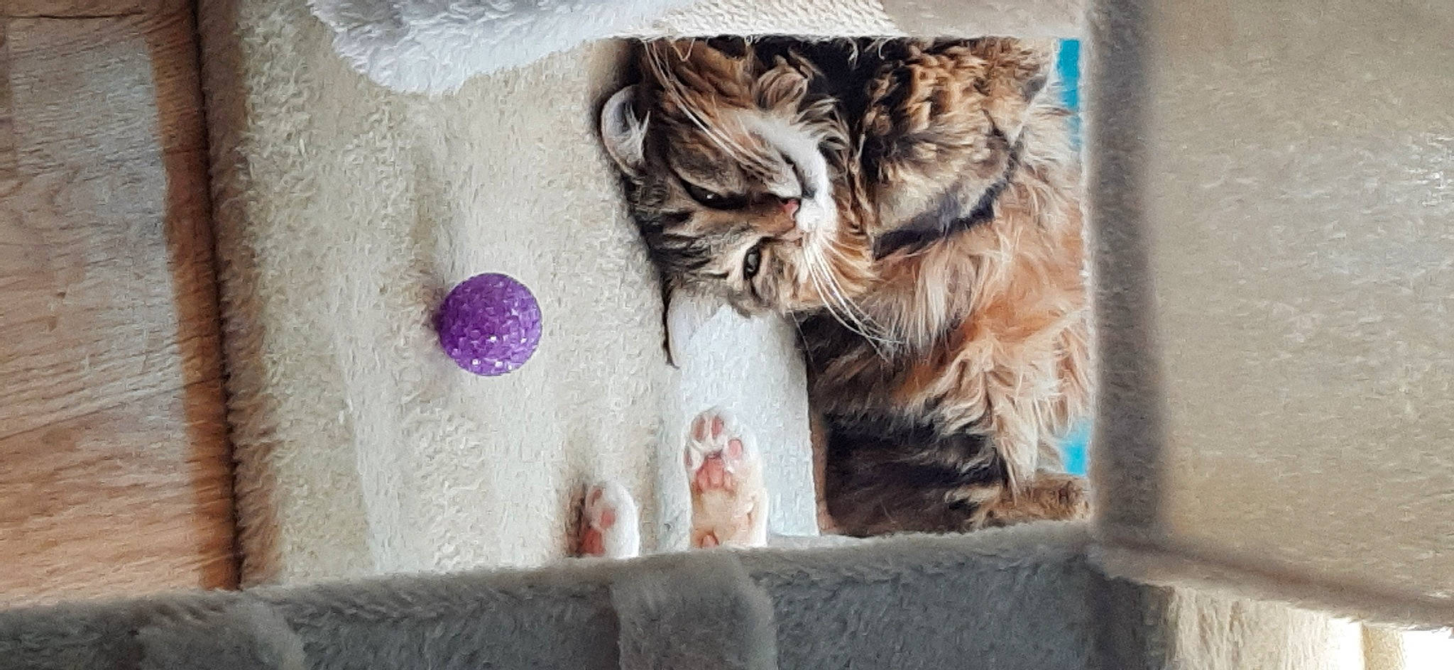 Reine a rejoint le concours — aidez-le/la à gagner de superbes lots ! art, big_cats, carnivore, cat, claw, domestic_short_haired_cat, door, fawn, felidae, fur, pattern, paw, small_to_medium_sized_cats, tail, terrestrial_animal, tree, visual_arts, whiskers, window, wood