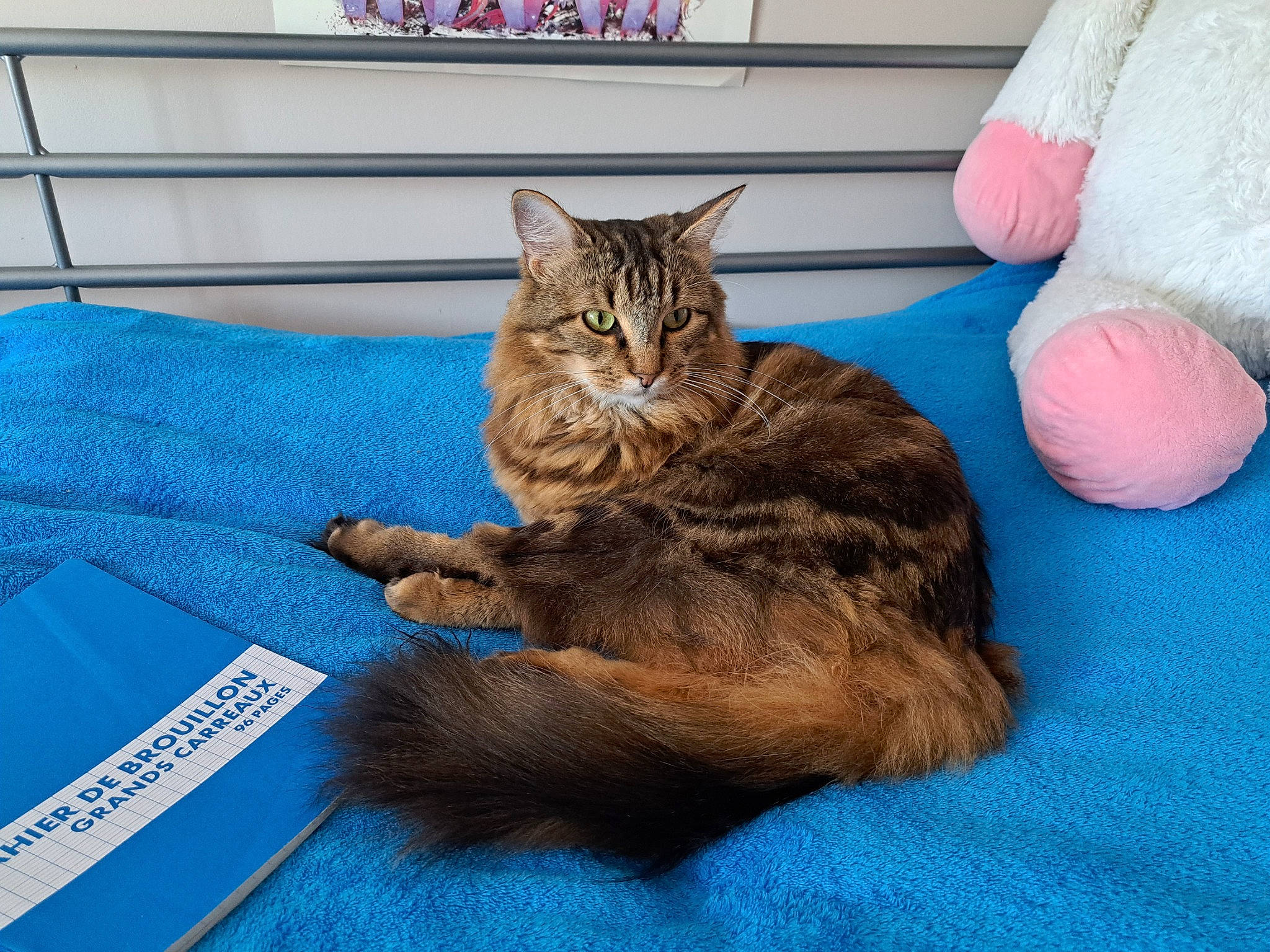 Reine participe au concours pour gagner de l'argent avec cette photo : carnivore, cat, claw, comfort, domestic_short_haired_cat, fawn, felidae, fur, linens, nap, paw, sitting, small_to_medium_sized_cats, tail, whiskers, wood