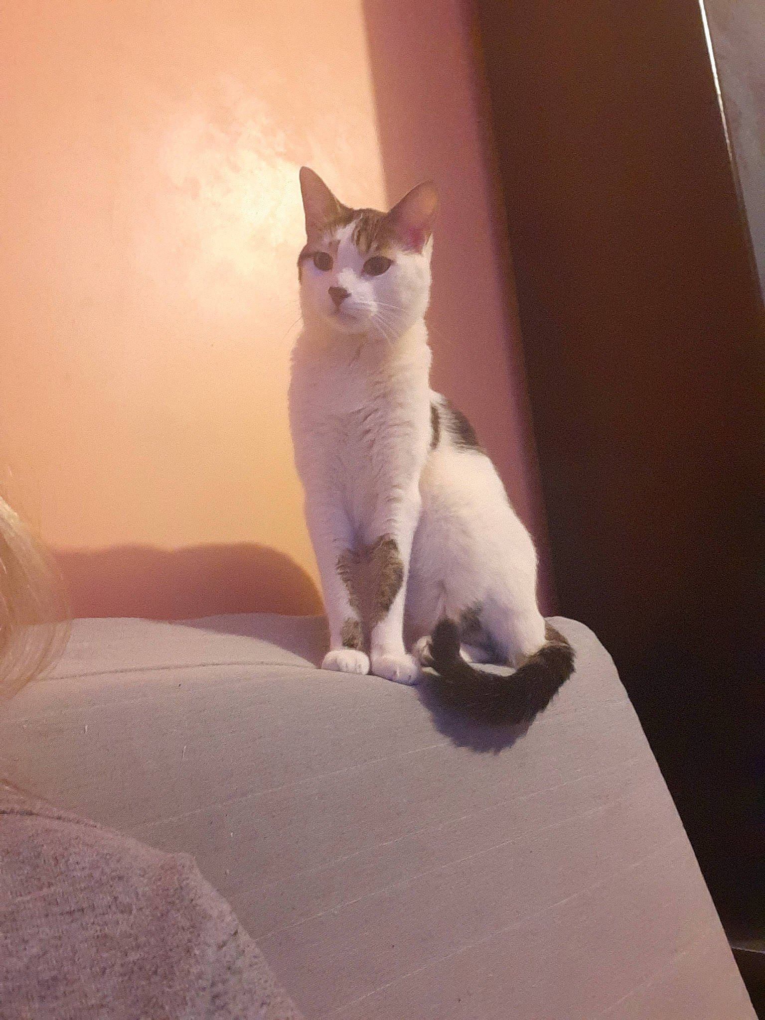 Diablo participe au concours pour gagner de l'argent avec cette photo : aegean_cat, american_wirehair, carnivore, cat, domestic_short_haired_cat, felidae, kitten, mammal, ojos_azules, small_to_medium_sized_cats, tail, whiskers