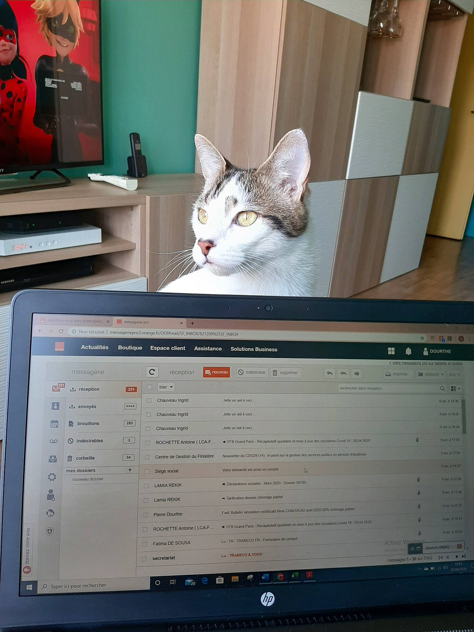 Diablo participe au concours pour gagner de l'argent avec cette photo : carnivore, cat, domestic_short_haired_cat, european_shorthair, felidae, kitten, photo_caption, small_to_medium_sized_cats, turkish_angora, whiskers